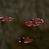 冬の浮き葉：野池の睡蓮