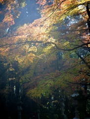 紅葉する香取神宮