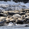 水辺・海洋のほ乳類