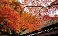 紅葉の屋根