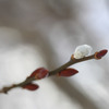 春の息吹