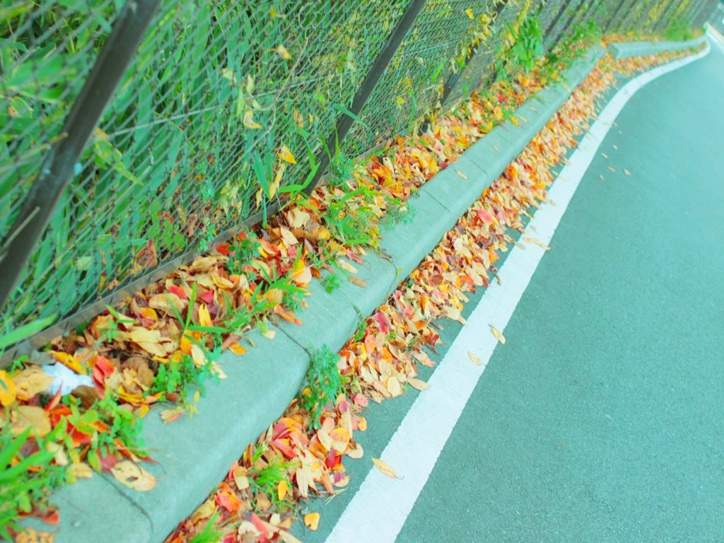 落ち葉整列