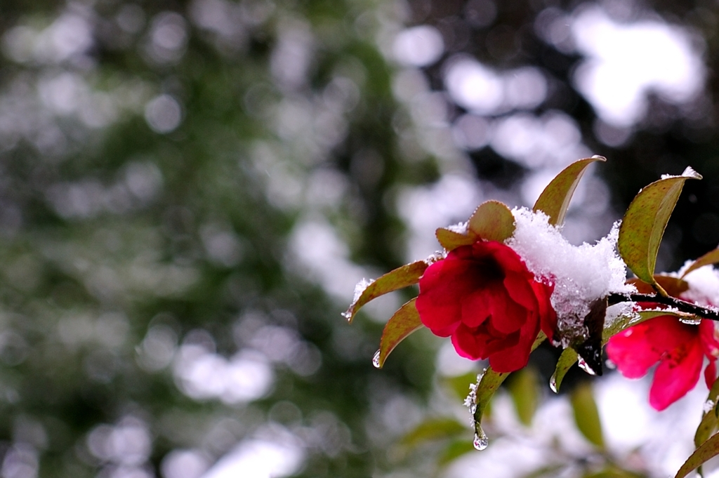 雪雫