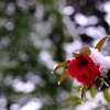 雪雫