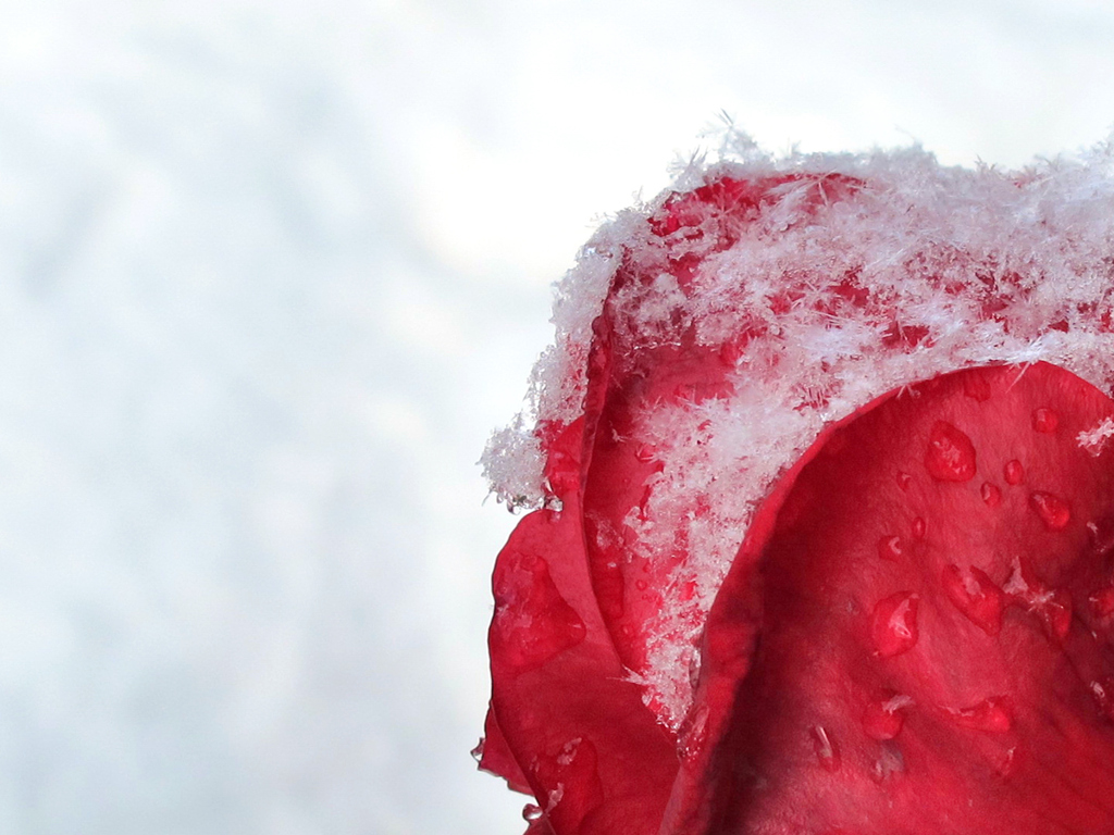 snow crystal rose