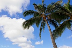 Sky and Pineapple tree