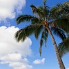 Sky and Pineapple tree