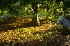 under the tree