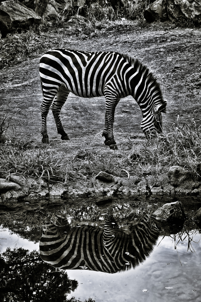 zebra