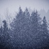 粉雪１
