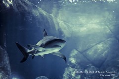 Waikiki Aquarium Shark