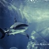 Waikiki Aquarium Shark