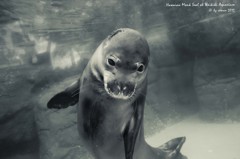 Waikiki Aquarium Hawaian Monk Seal
