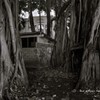 Back of Hawaii Capital Historic District