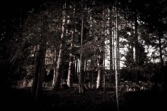 森の中の一コマ