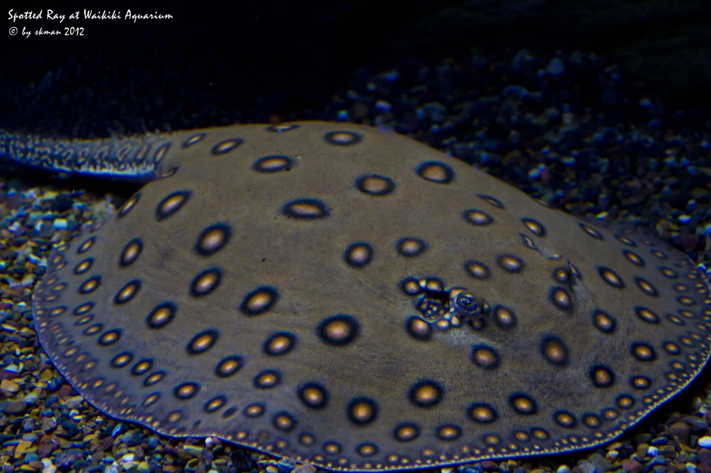 Waikiki Aquarium Spotted ray