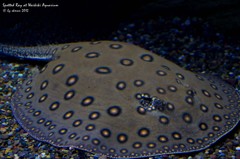 Waikiki Aquarium Spotted ray