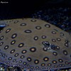 Waikiki Aquarium Spotted ray