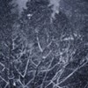 粉雪２