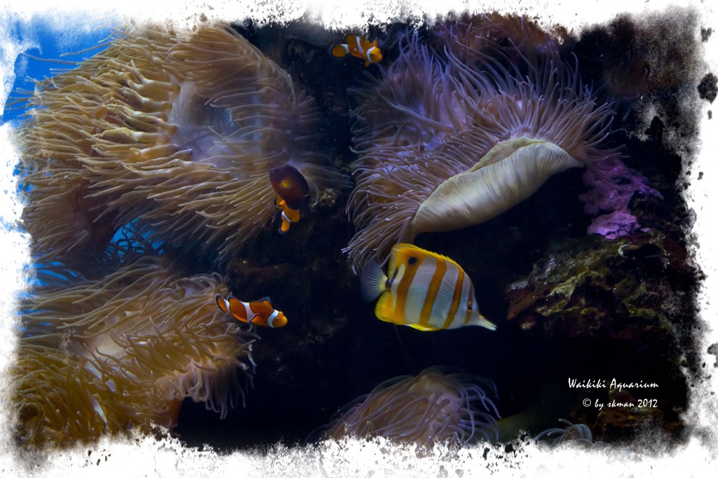 Waikiki Aquarium reef and fish1