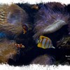Waikiki Aquarium reef and fish1