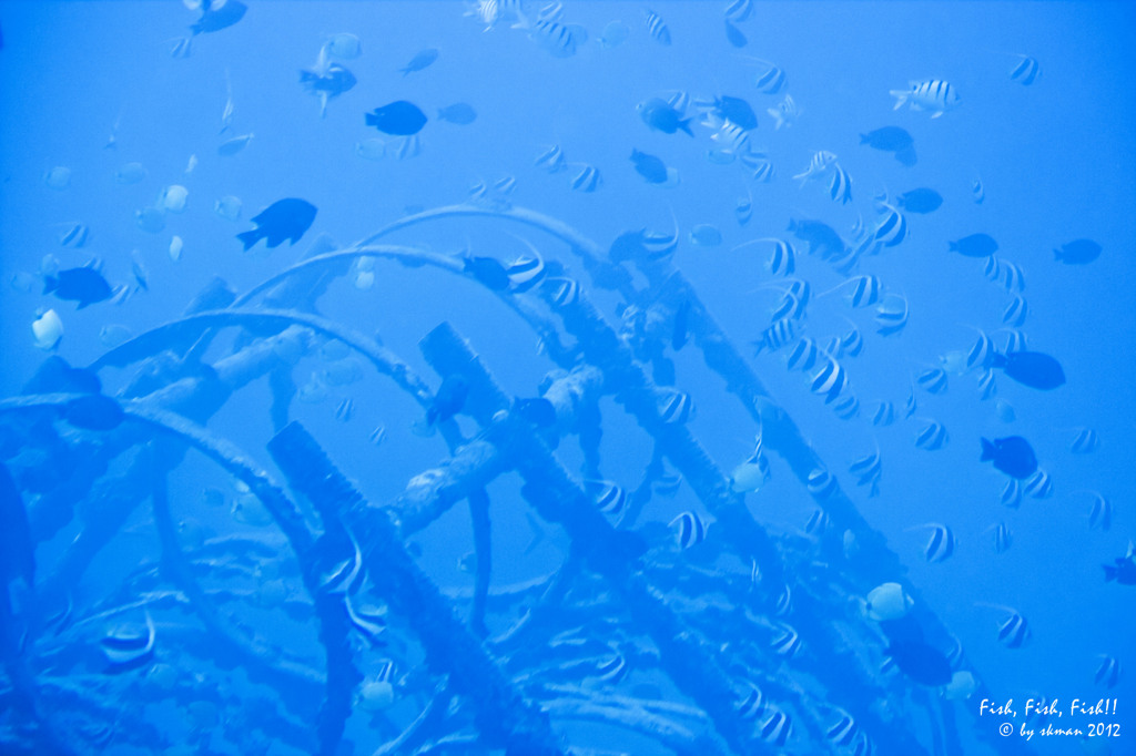 Fish Fish Fish