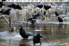 公園の行水