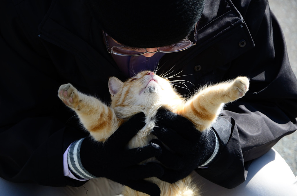 猫08