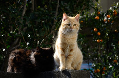 猫00