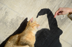 猫04