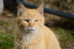 猫02