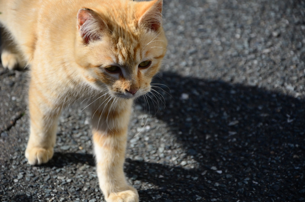 猫01
