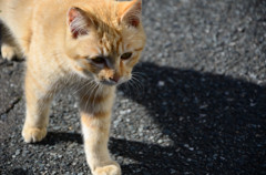 猫01