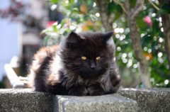 猫05