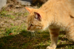 猫03