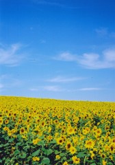 地平線までひまわり