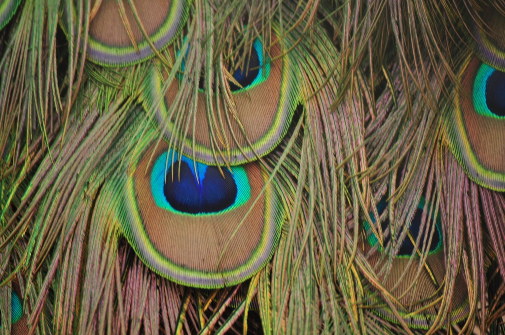 Eyes