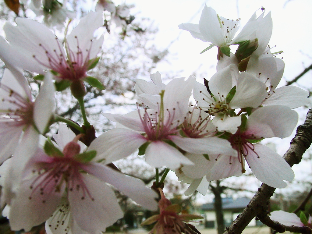 冬の桜