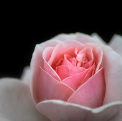 WHITEDAY