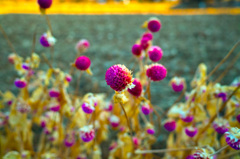 冬の花