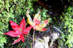 色づき紅葉