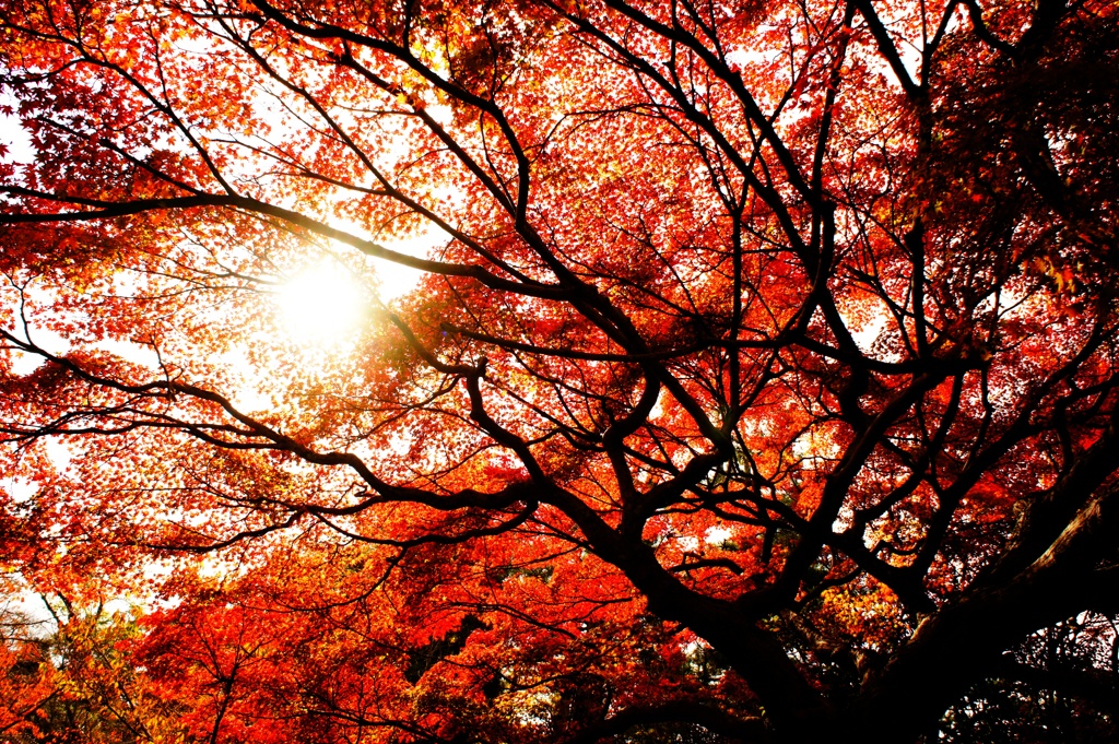 京の紅葉