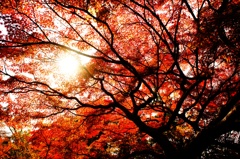 京の紅葉