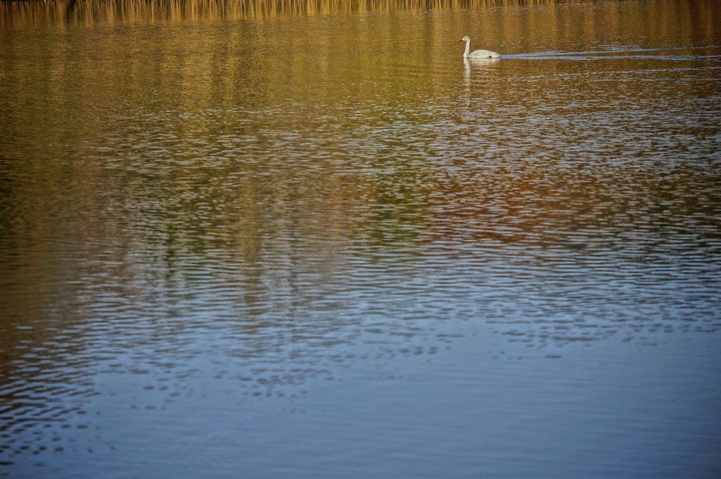 みにくいアヒルの子