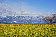 菜の花、琵琶湖、そして雪の比良山系