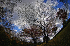 昭和山公園の木々