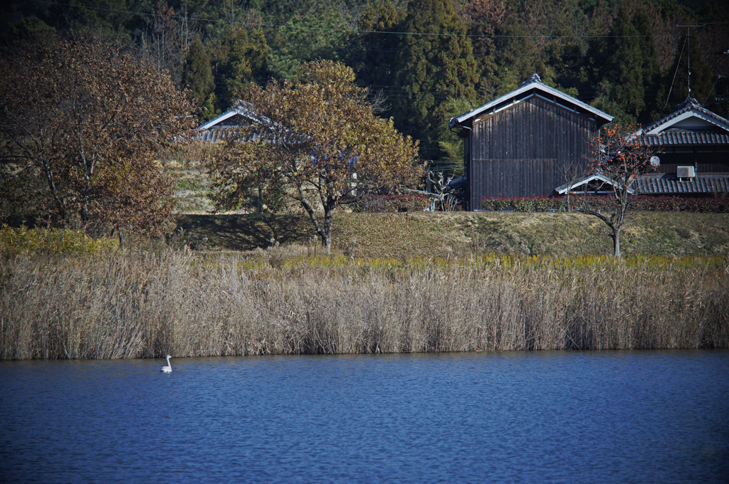 一人ぼっちの白鳥
