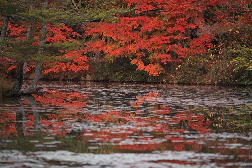 池に映る紅葉