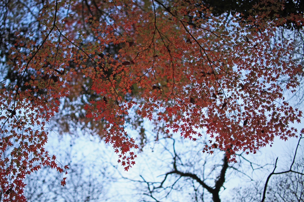 見上げる空と紅葉