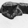 黒猫